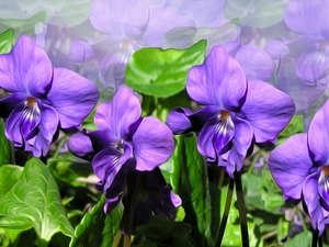 purple, fragrant violets, graphics, Flowers