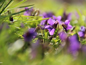 Spring, fragrant violets, grass