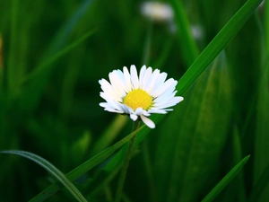 White, Green, grass, daisy