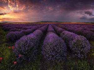 Bulgaria, lavender, Great Sunsets, Field