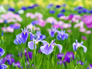 Irises, Flowers, color