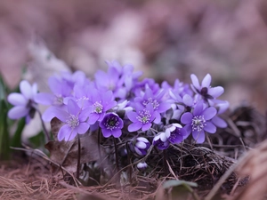 Liverworts, purple, Flowers
