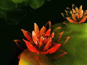 picture, lilies, water