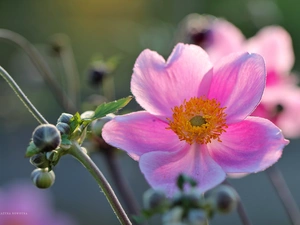 Colourfull Flowers, Japanese anemone, Pink